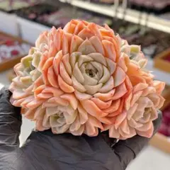 ◇MA&K◇様 リクエスト 4点 まとめ商品