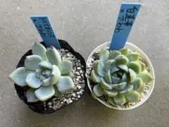 多肉植物 伊弉諾、イザナミ 優木園さん苗 札なし - メルカリ