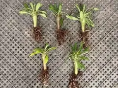 パキポディウム　アンボンゲンセ　良型　鉢ごとメルカリ便④ パキポディウム アンボンゲンセ 良型 鉢ごとメルカリ便 - メルカリ