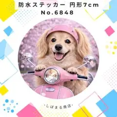 【送料無料❣️】ミニチュアダックスフンド防水ステッカー 桜スクーター