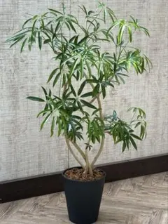 【同時ご購入割引】シェフレラ アンガスティフォリア 曲がり♪ 105cm♪ 2025年最新】シェフレラ アンガスティフォリアの人気アイテム