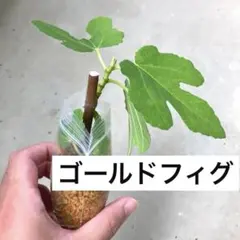 ゴールドフィグ　発根済み　いちじく苗のサムネイル