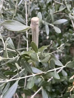 2026年最新】挿し穂の人気アイテム - メルカリ