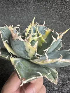 2025年最新】白鯨錦の人気アイテム - メルカリ