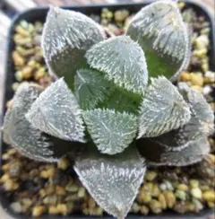 *. 蜘蛛 タランチュラ *. ハオルシア * ハオルチア * 多肉植物 *