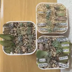 送料込み　多肉植物　葉挿し　色々　まとめ売り　3鉢全部　セット　③