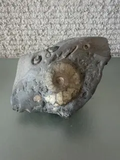 北海道 アンモナイト 中頓別 スレ 化石 /恐竜 三葉虫 - メルカリ