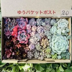 2026年最新】ラブリーローズ錦の人気アイテム - メルカリ