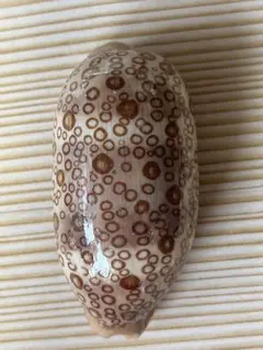 No588 ヤクシマダカラ 標本 天然貝殻 タカラガイ コレクション - メルカリ