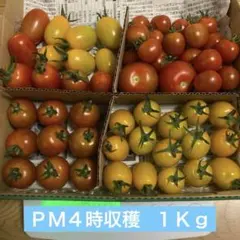 栽培時農薬不使用　ミニトマト　１Ｋg アイコ　イエローアイコ　キャロル　こあま他のサムネイル