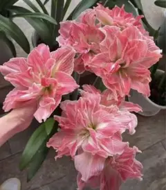 ぽんこ様 リクエスト 2点 まとめ商品