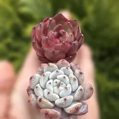 多肉植物　エケベリア カット苗セット　韓国苗