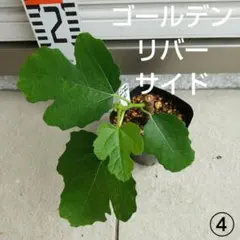 2026年最新】#イチジク苗木ゴールデンリバーサイドの人気アイテム