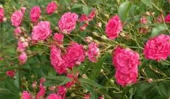 お値下げ♪薔薇苗のサムネイル