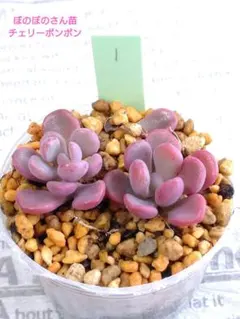 チェリーボンボン　ぼのぼのさん苗　2個セット　ネコポスでお届け致します