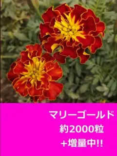 heatherswigwam様 リクエスト 2点 まとめ商品