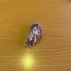 チェンソーマン レゼ篇 つまんでつなげてマスコット レゼ　カニカン