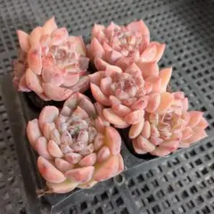 速達◆あーさん様 リクエスト 5点 まとめ商品