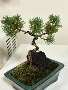 逸品！葉先までわずか9㎝　宮島五葉松　ミニ　小品　盆栽　真柏　黒松　紫陽花　楓 楽天市場】（株）一樹園 千寿丸 小品盆栽／樹齢25年 黒松五葉松