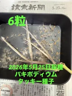 2026年最新】パキポディウム タッキーの人気アイテム - メルカリ