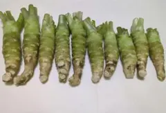 【本日限定】伊豆天城産わさび 10本 計330グラムのサムネイル