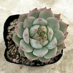 多肉植物 オリジナル実生苗 - メルカリ