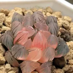 多肉植物　ハオルチア　霓虹燈オブツーサ錦　鮮明錦　極上斑