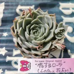 2026年最新】ルイパパさん苗の人気アイテム - メルカリ