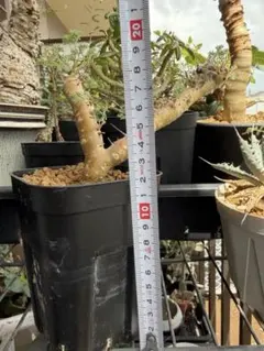 サルコカウロン ヘレー モンソニアヘレー 塊根植物 - メルカリ