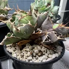 【Agave】アガベ チタノタ 白鯨 ダブルヘッド 2頭のサムネイル