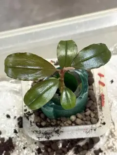 ブセファランドラ sp.Red spatha daerah sekadau - メルカリ