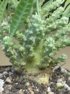 H396 塊根植物 ドルステニアギガス ブラータ 大株 鉢のまま発送 - メルカリ