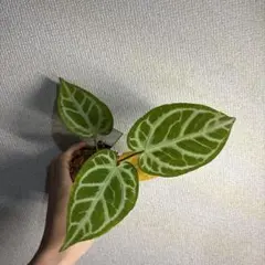 Anthurium Angel’s Dream × RC（rift vein）のサムネイル