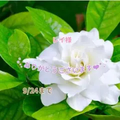 レイ様 おまとめパーツ(˘͈ᵕ ˘͈ *)♡
