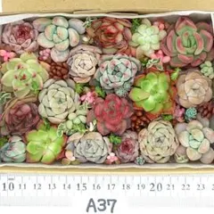 エケベリア 多肉植物 寄せ植えセット A37 カット苗 セダム 韓国苗 多肉弁当
