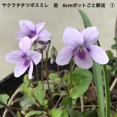 アルテイシア ダイクン様 リクエスト 2点 まとめ商品