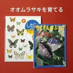 ビッグサイエンス キンダーブックしぜん かがくのとも アゲハの絵本