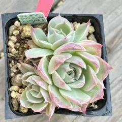 つむぎ×チワワエンシス　多肉植物　抜き苗　miya さん苗　ミニ苗