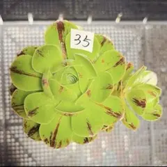 55#観葉植物アエオニウムサラダボール中斑錦1大頭1小頭3子芽12cm 拔き