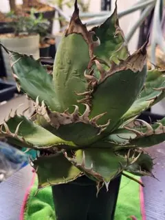 【極上】アガベ 王妃雷神 ムチムチ 多肉植物 大株 観葉植物 鉢付き 極上】アガベ 王妃雷神 ムチムチ 多肉植物 大株 観葉植物 鉢付き