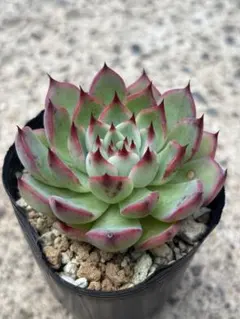 2025年最新】おらいさん苗 青札の人気アイテム - メルカリ