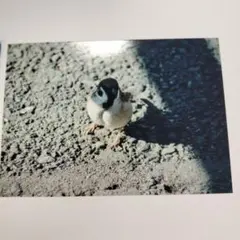 【即購入可能】L版スズメの写真