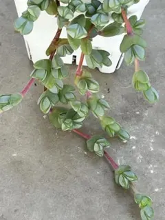 碧魚連 カット苗