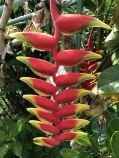 Kazugaro様 リクエスト 2点 まとめ商品