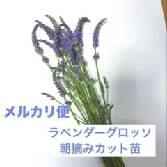 イングリッシュラベンダー挿し穂10本 - メルカリ