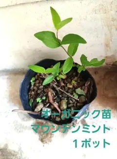 naonao様 リクエスト 3点 まとめ商品