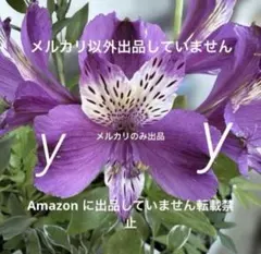 アルストロメリア ムラサキ 球根苗 1株 - メルカリ