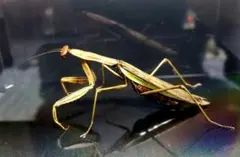 2026年最新】カマキリ標本の人気アイテム - メルカリ