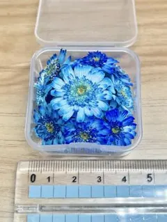 ハンドメイド　花材　ドライフラワー　マトリカリア　mixカラー 20輪+α ハンドメイド 花材 ドライフラワー マトリカリア 寒色系 20輪＋α ①