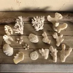 レア】 標本 タツノオトシゴ オウムガイ オウム貝 ヒレシャコガイ
